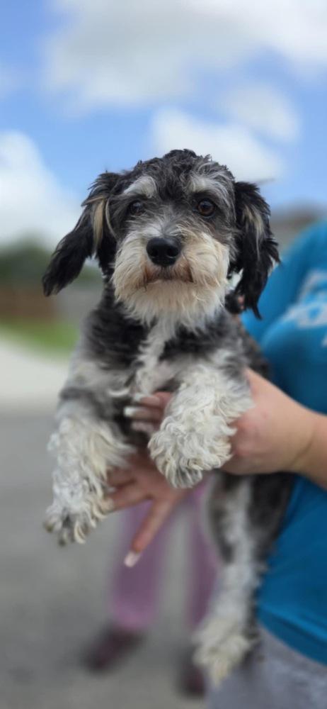 Enlarge Luna, a Adopted mixed breed in Denver, CO image 1/4