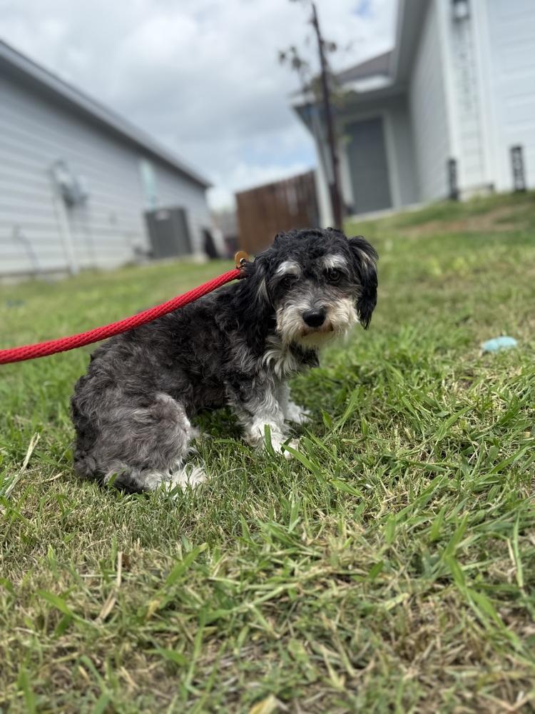 Enlarge Luna, a Adopted mixed breed in Denver, CO image 2/4