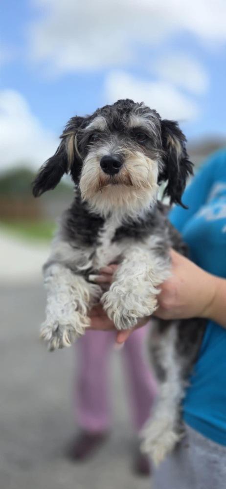 Enlarge Luna, a Adopted mixed breed in Denver, CO image 4/4