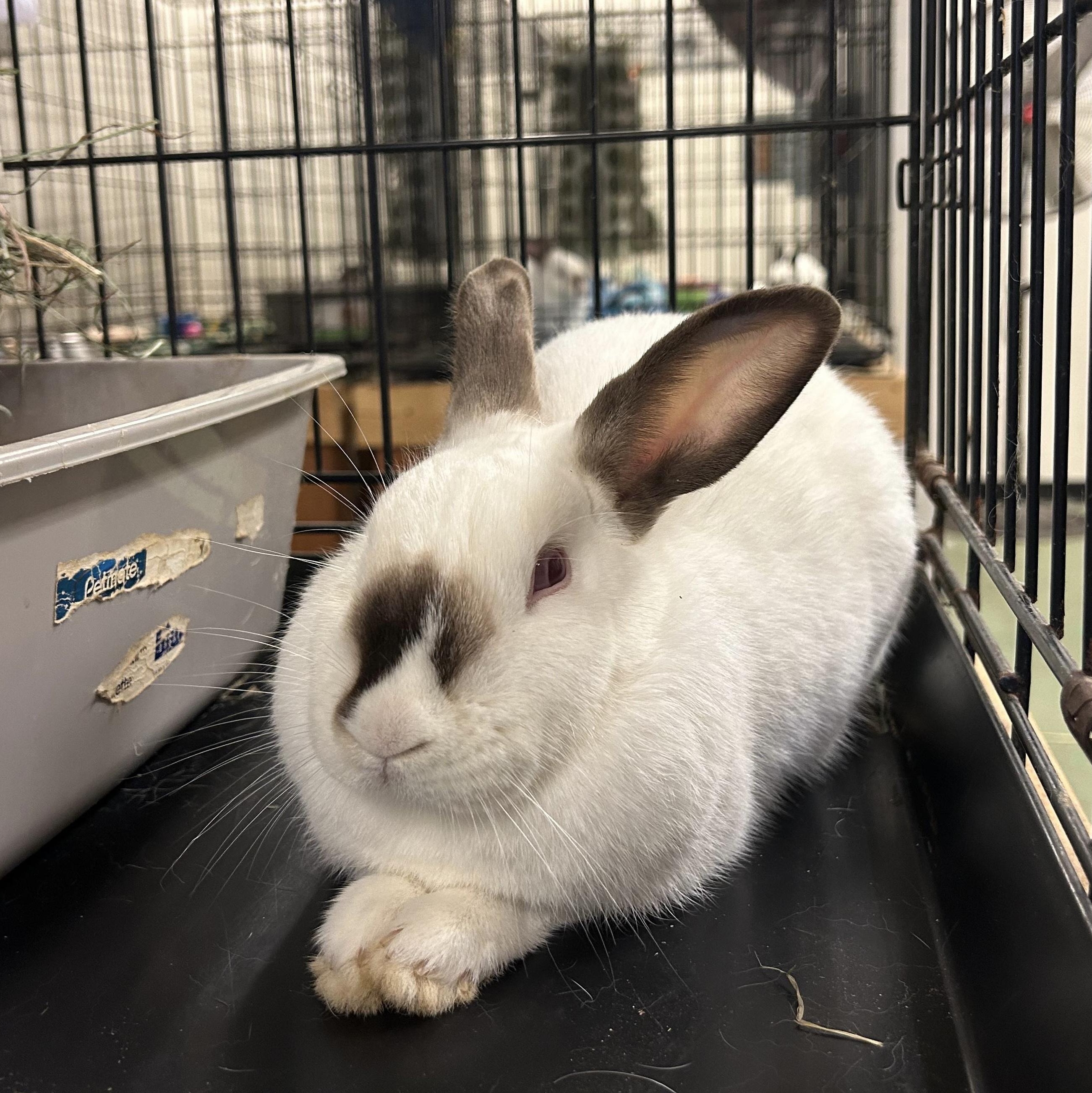 Enlarge Cinnabar, a ADOPTABLE Himalayan in Oakland, CA image 2/6