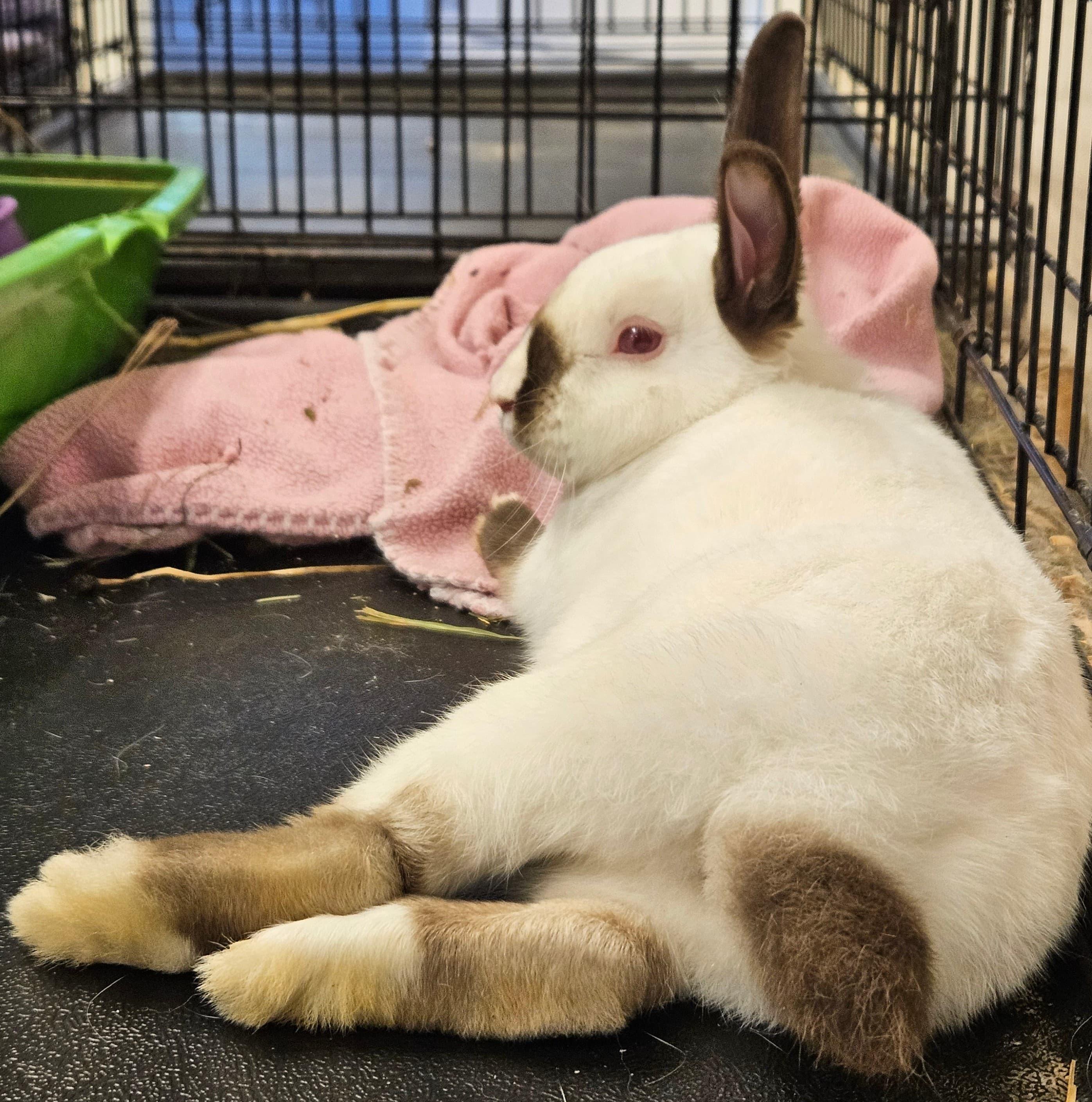 Enlarge Cinnabar, a ADOPTABLE Himalayan in Oakland, CA image 1/6