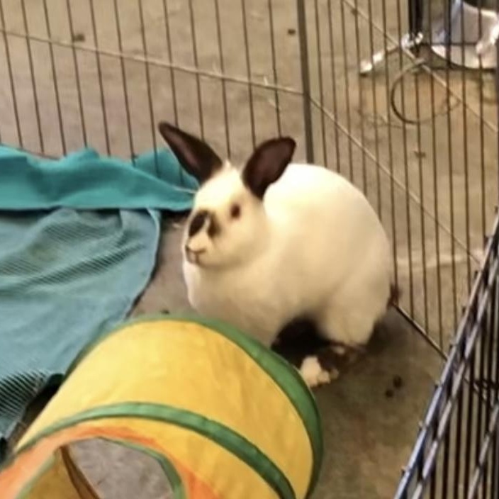 Enlarge Cinnabar, a ADOPTABLE Himalayan in Oakland, CA image 6/6