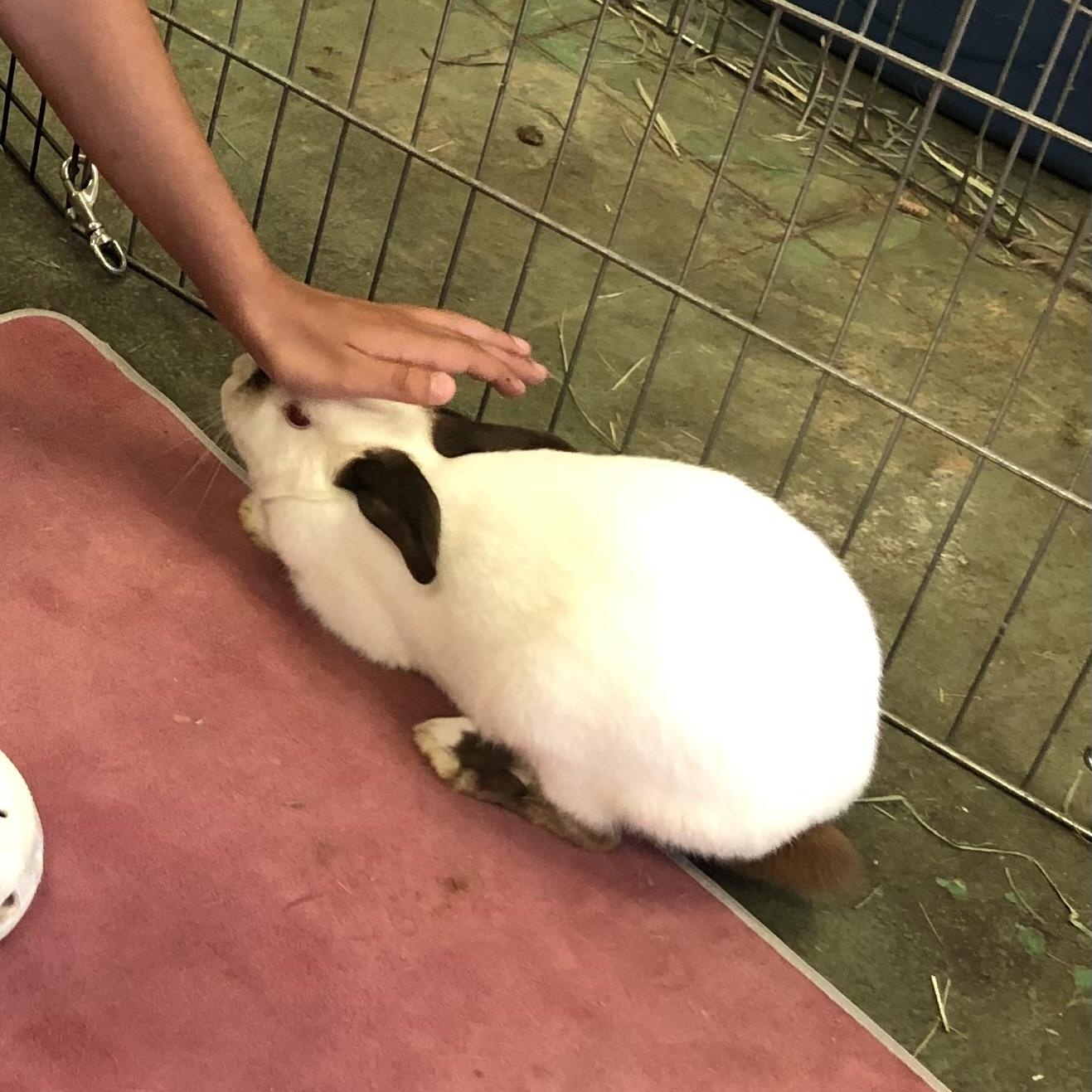 Enlarge Cinnabar, a ADOPTABLE Himalayan in Oakland, CA image 3/6