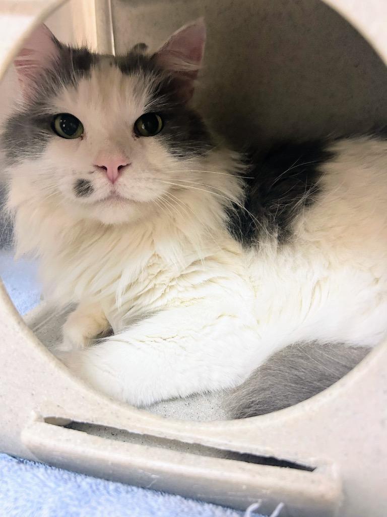 Petrichor, Adoptable, Adult Male Domestic Medium Hair.