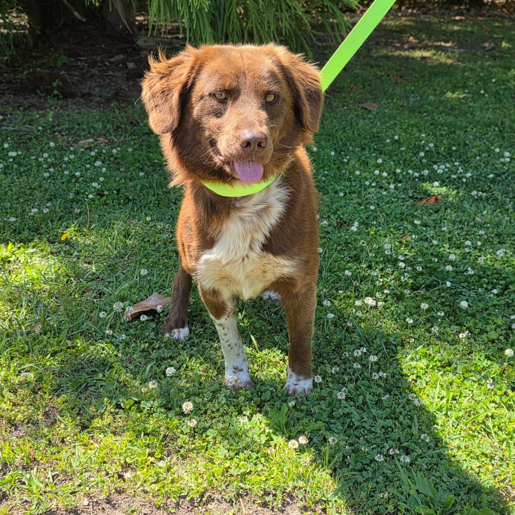 Mocha, Adoptable, Young Male Nova Scotia Duck Tolling Retriever.