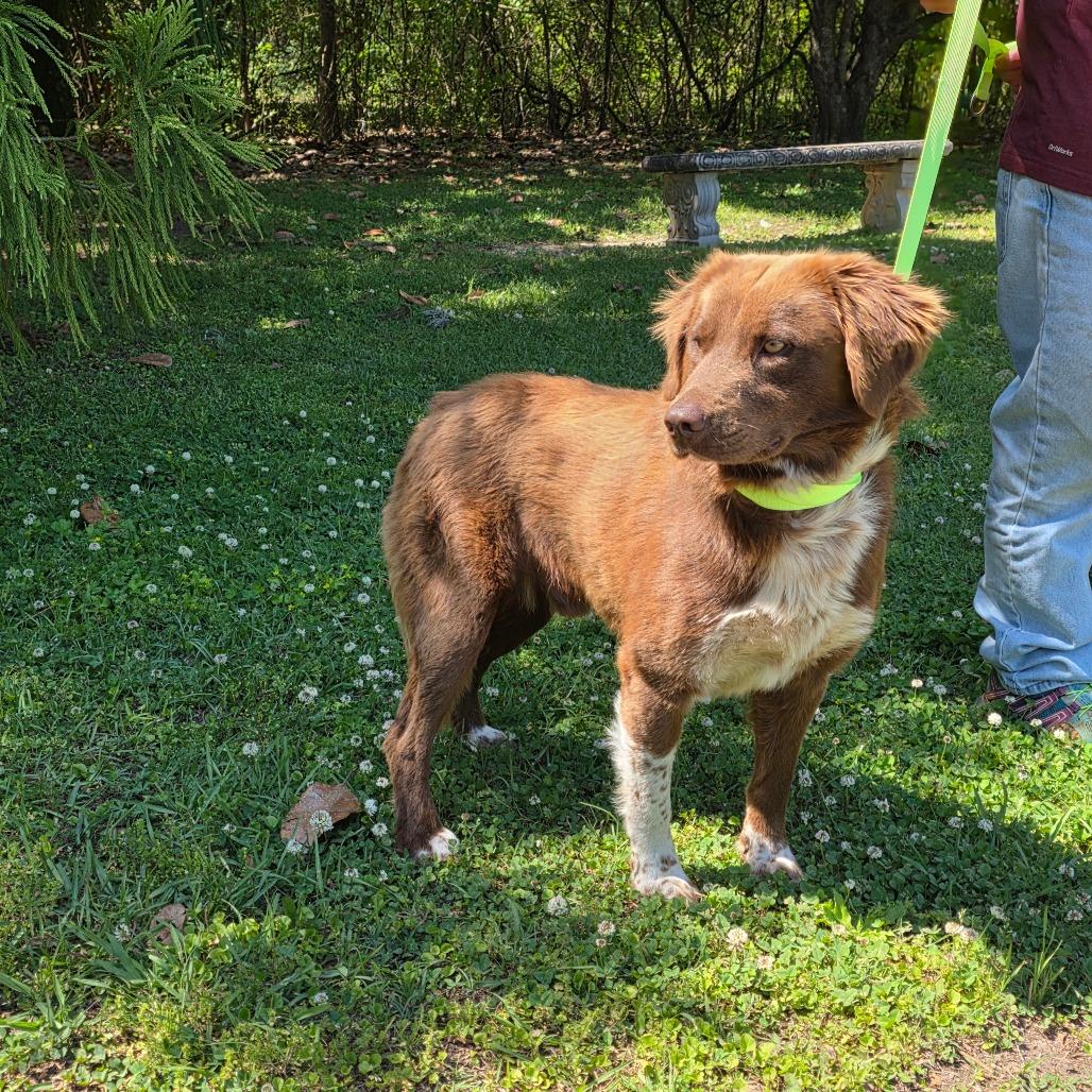 Enlarge Mocha, a Adoptable mixed breed in Clanton, AL image 2/4