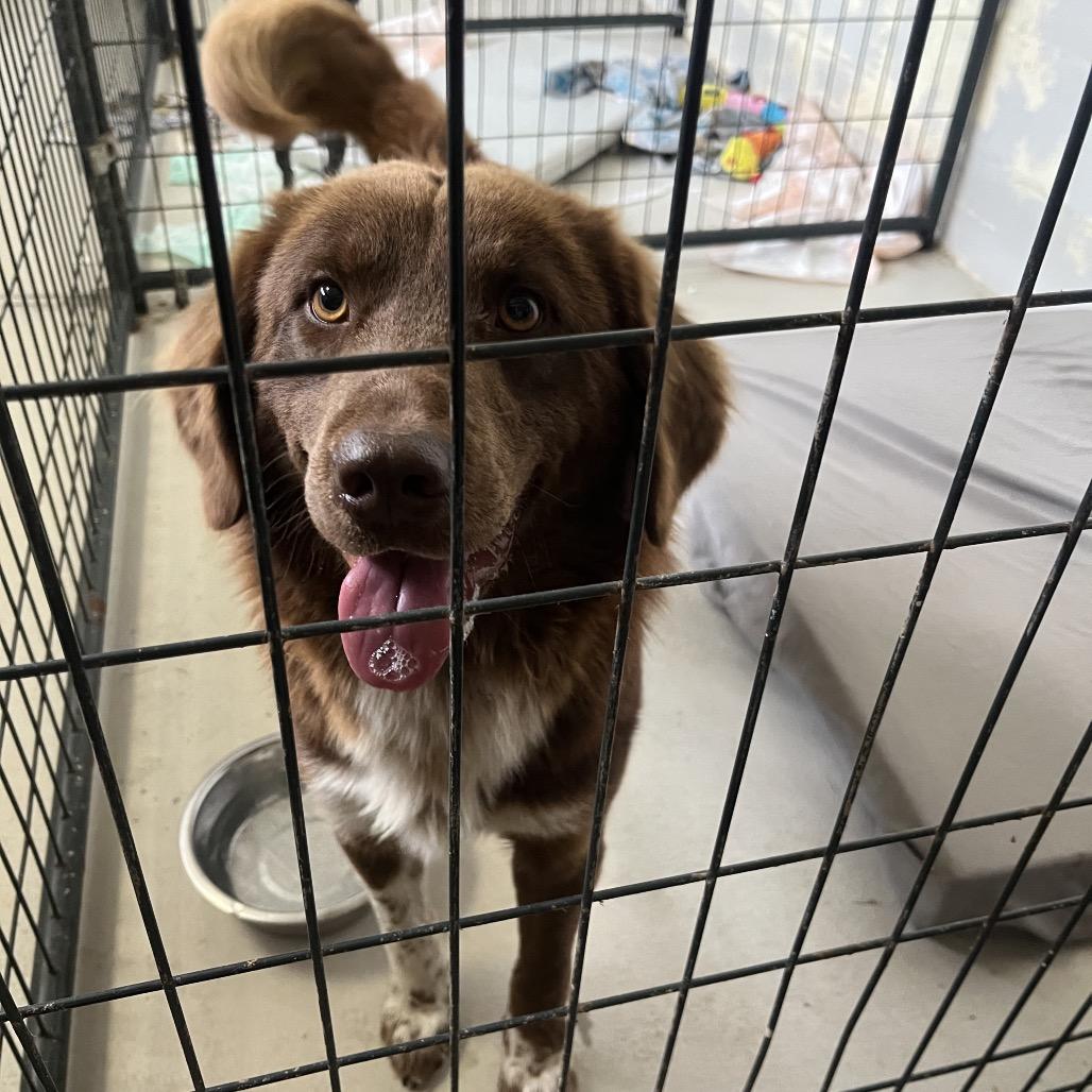 Enlarge Mocha, a Adoptable mixed breed in Clanton, AL image 3/4