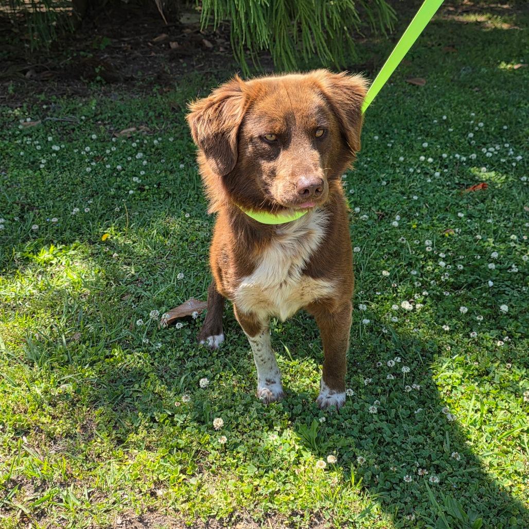 Enlarge Mocha, a Adoptable mixed breed in Clanton, AL image 4/4