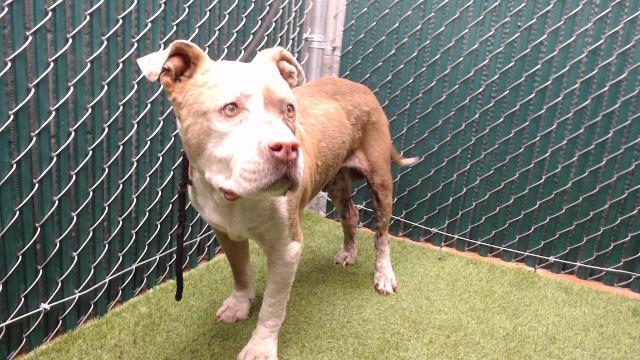 JONNY, Adoptable, Adult Male Pit Bull Terrier.