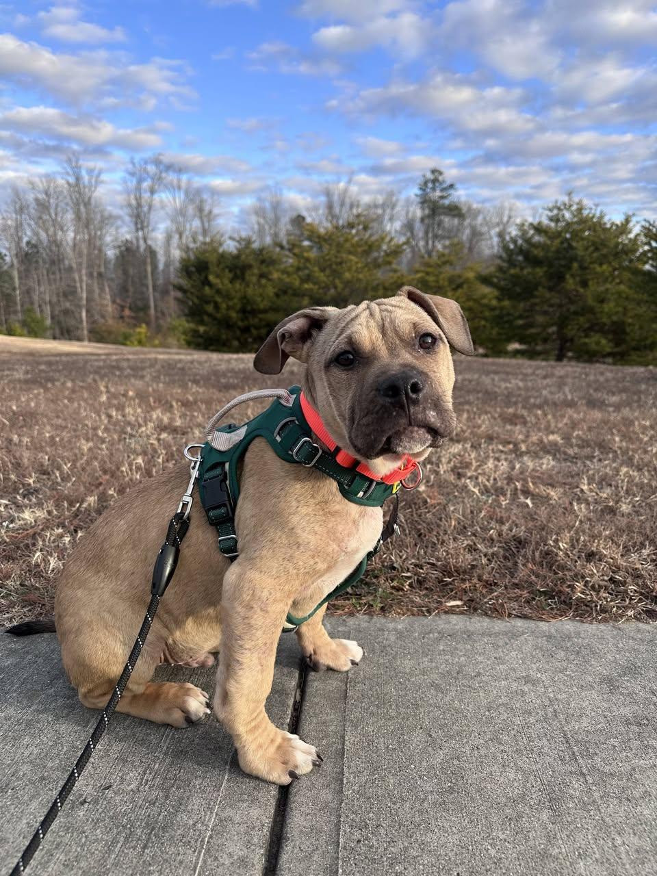 Enlarge Pop, an adopted mixed breed in Bahama, NC image 1/3