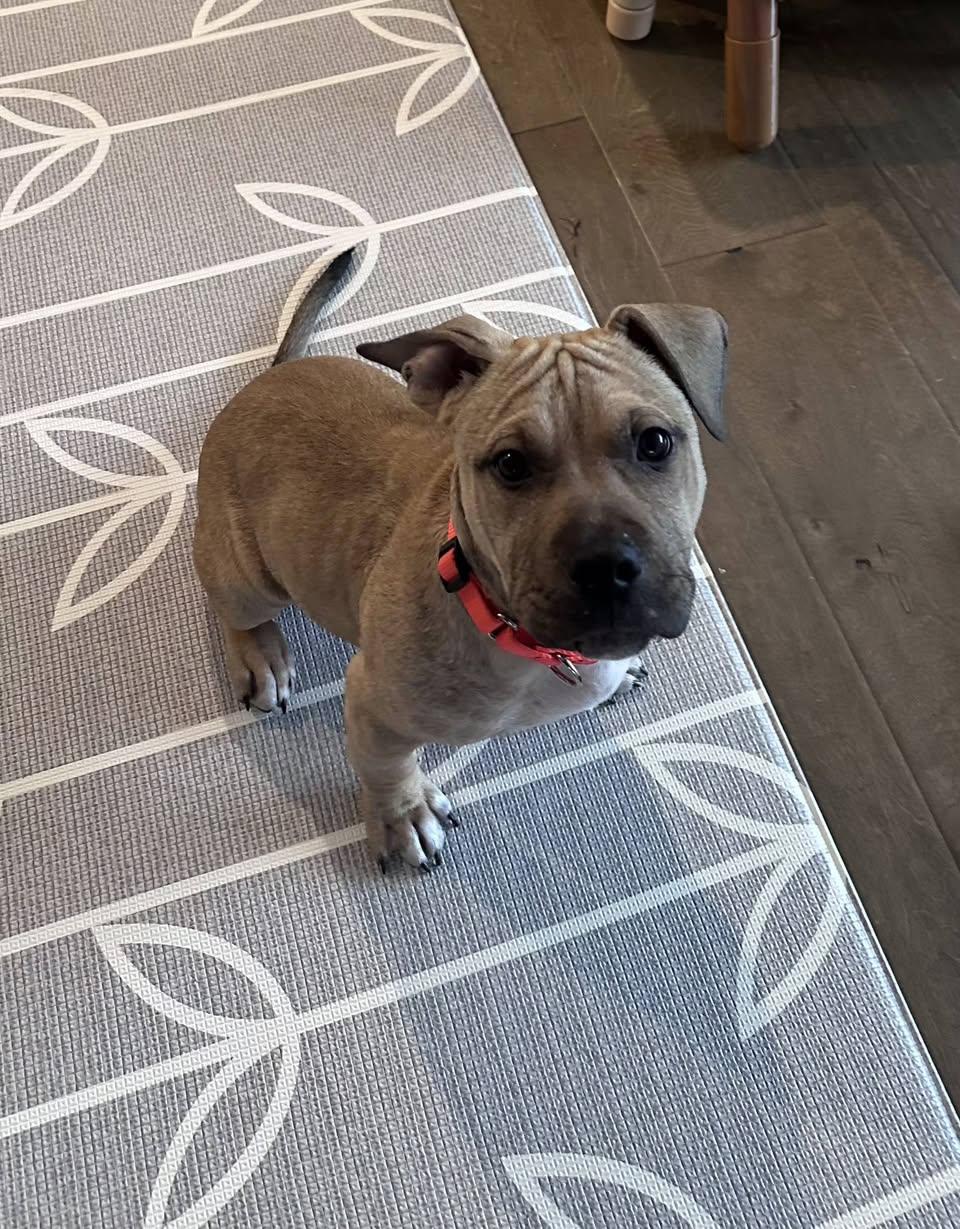 Enlarge Pop, an adopted mixed breed in Bahama, NC image 3/3