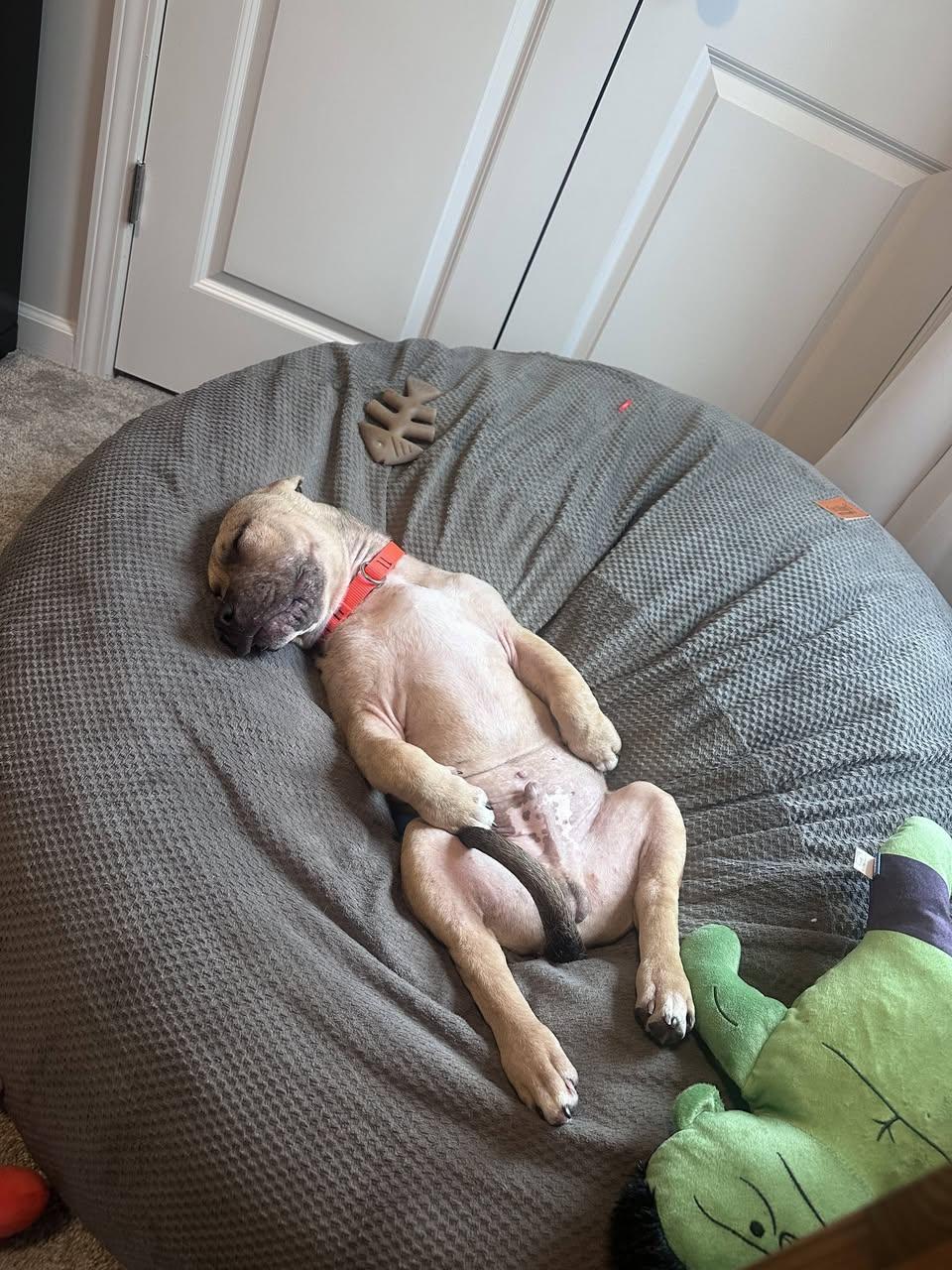 Enlarge Pop, an adopted mixed breed in Bahama, NC image 2/3