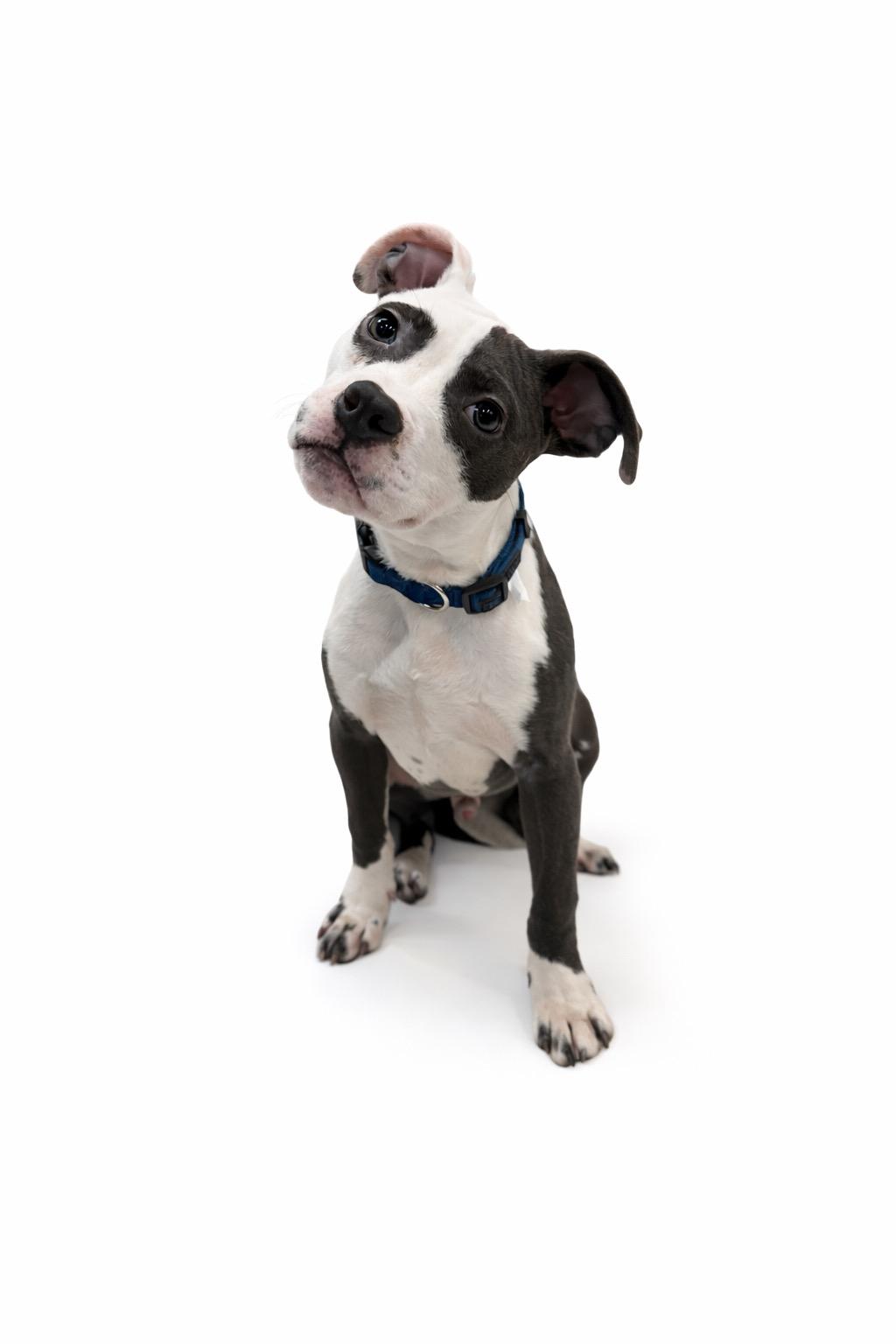 Samuels, ADOPTABLE, Young Male Staffordshire Bull Terrier.