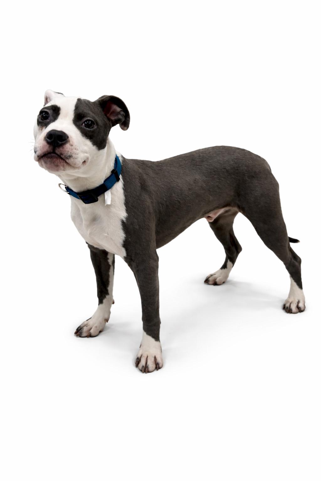 Samuels, a ADOPTABLE mixed breed in Waldorf, MD image 3/3