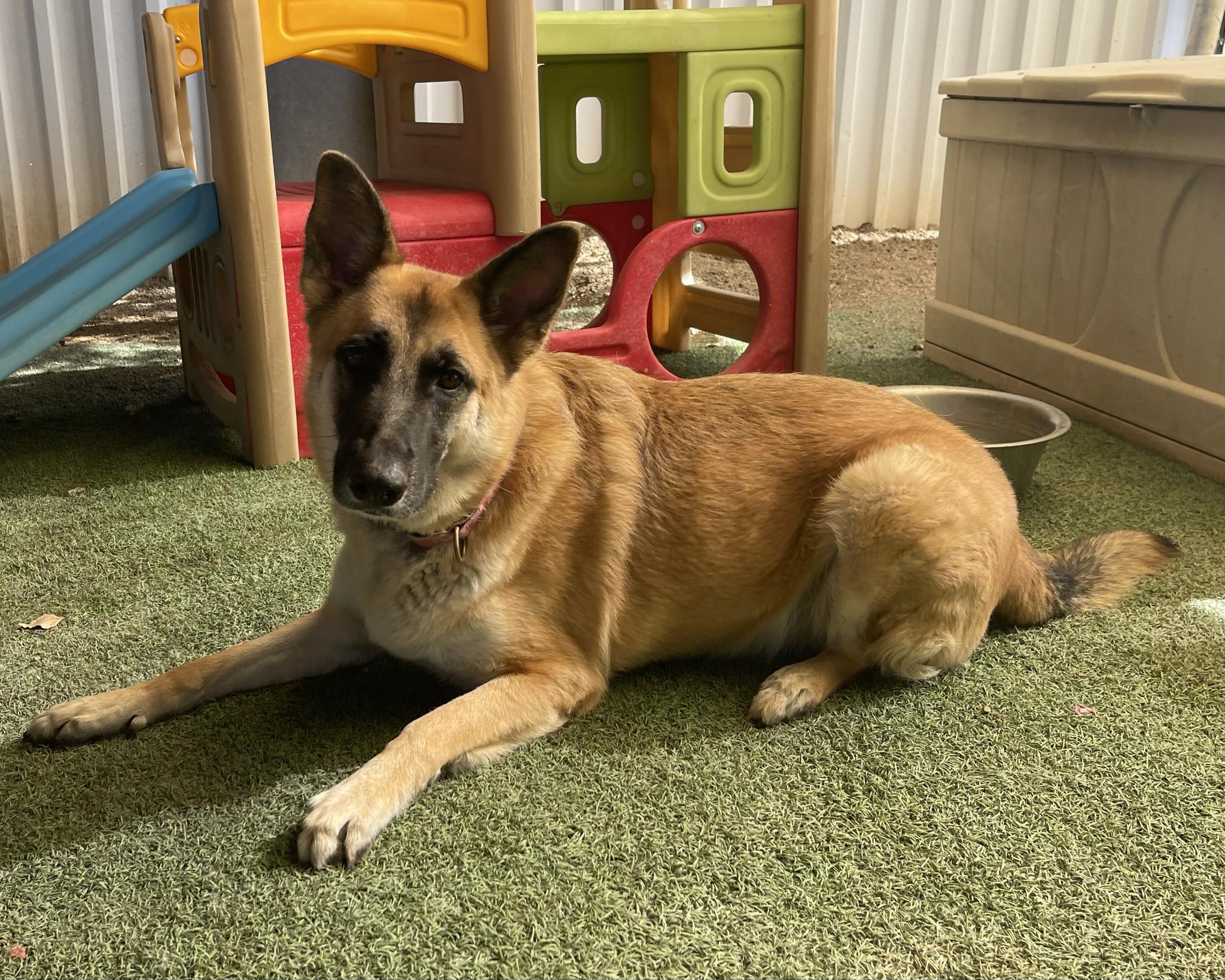 Enlarge Cindy, a Adoptable German Shepherd Dog in Glendale, AZ image 10/12