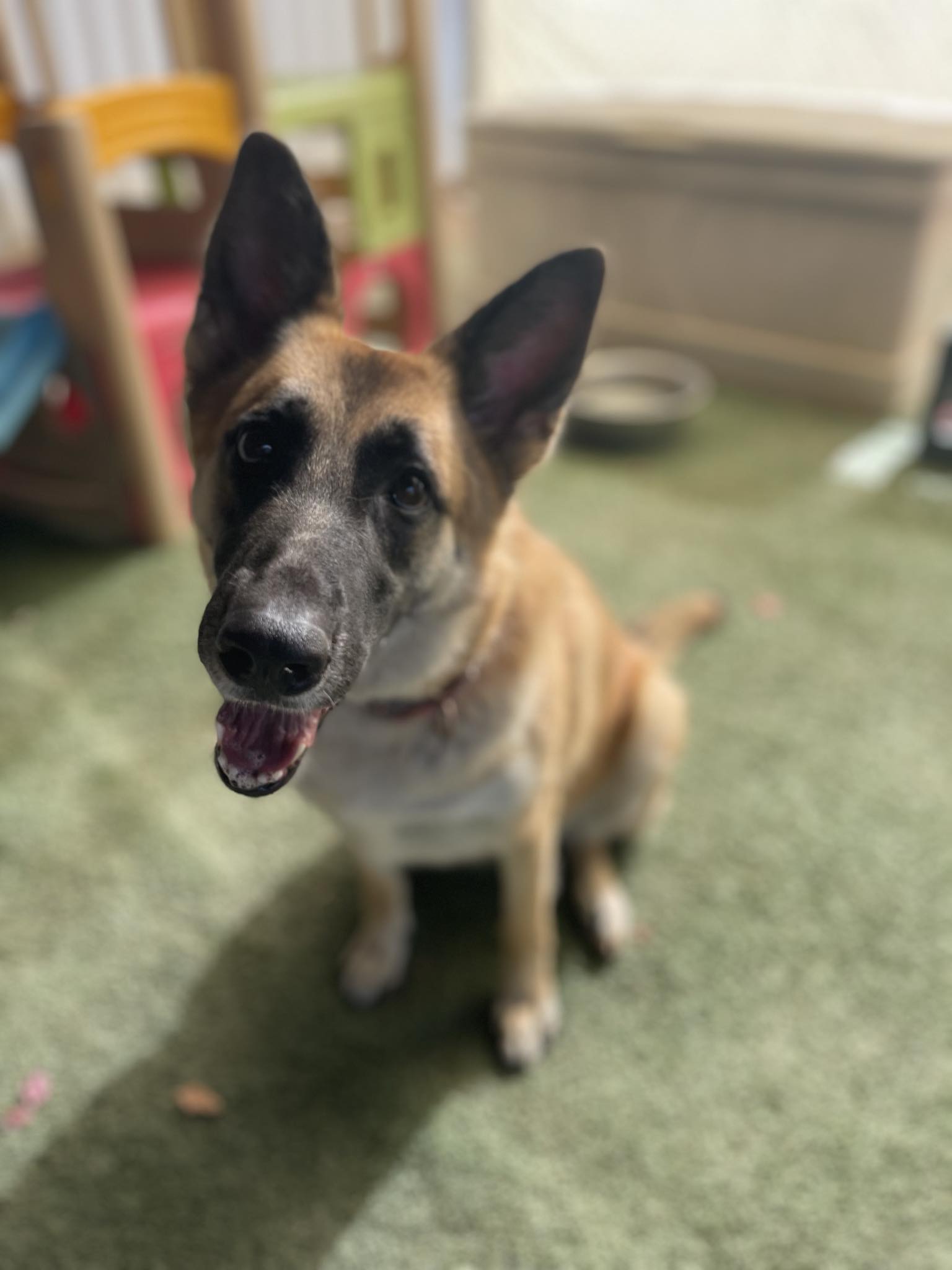 Cindy, Adoptable, Young Female German Shepherd Dog.