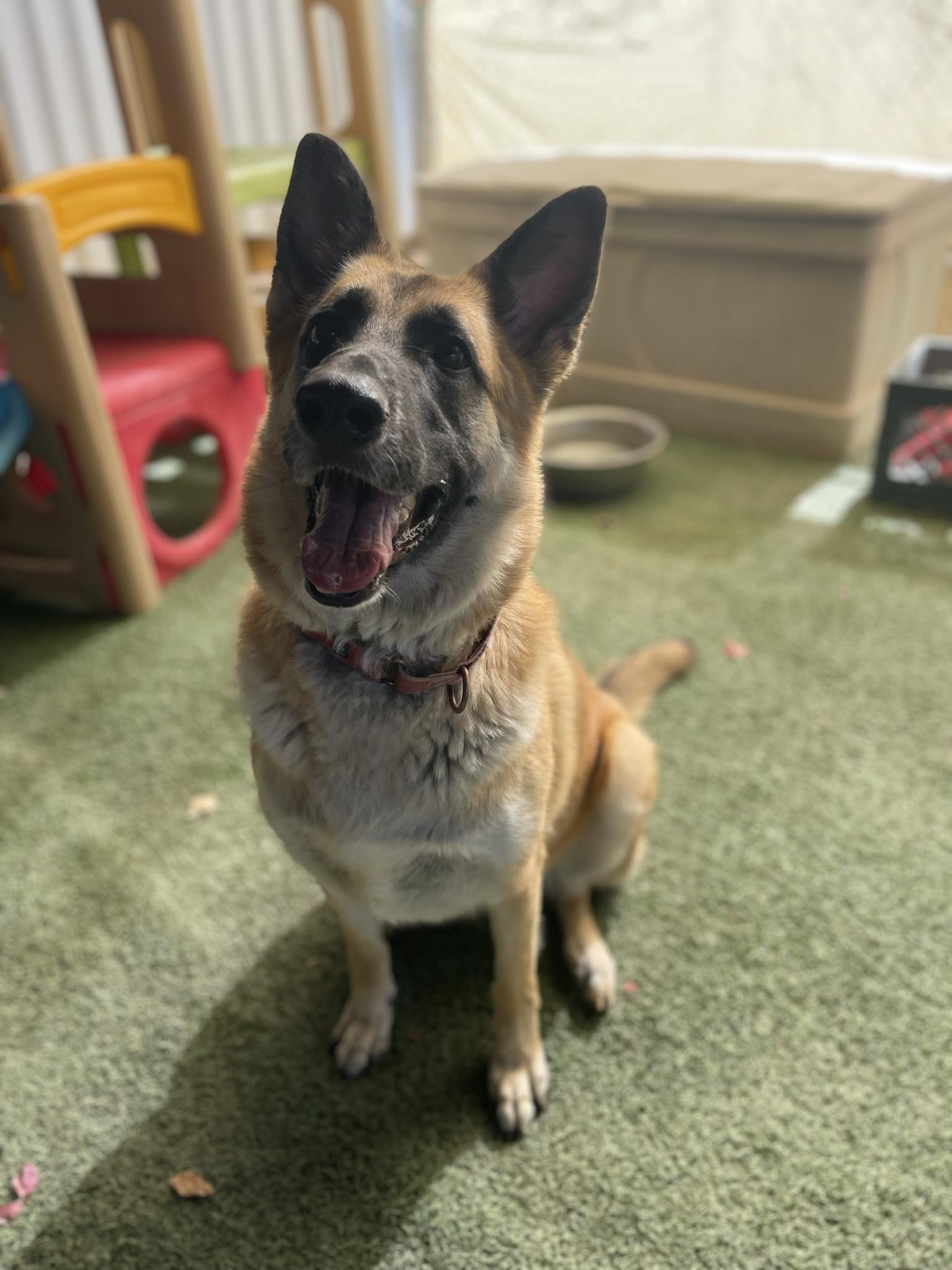 Enlarge Cindy, a Adoptable German Shepherd Dog in Glendale, AZ image 2/12