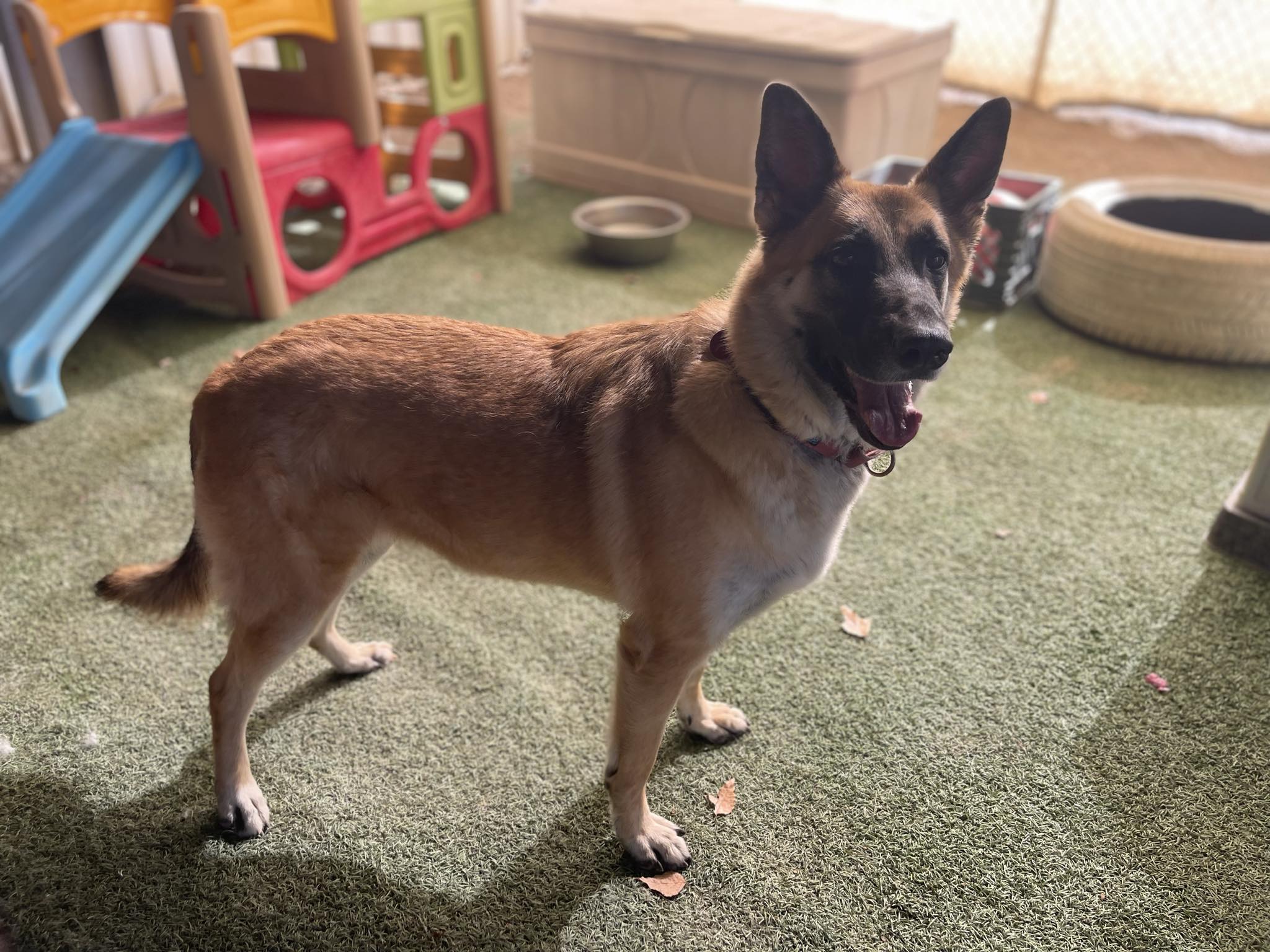 Enlarge Cindy, a Adoptable German Shepherd Dog in Glendale, AZ image 12/12
