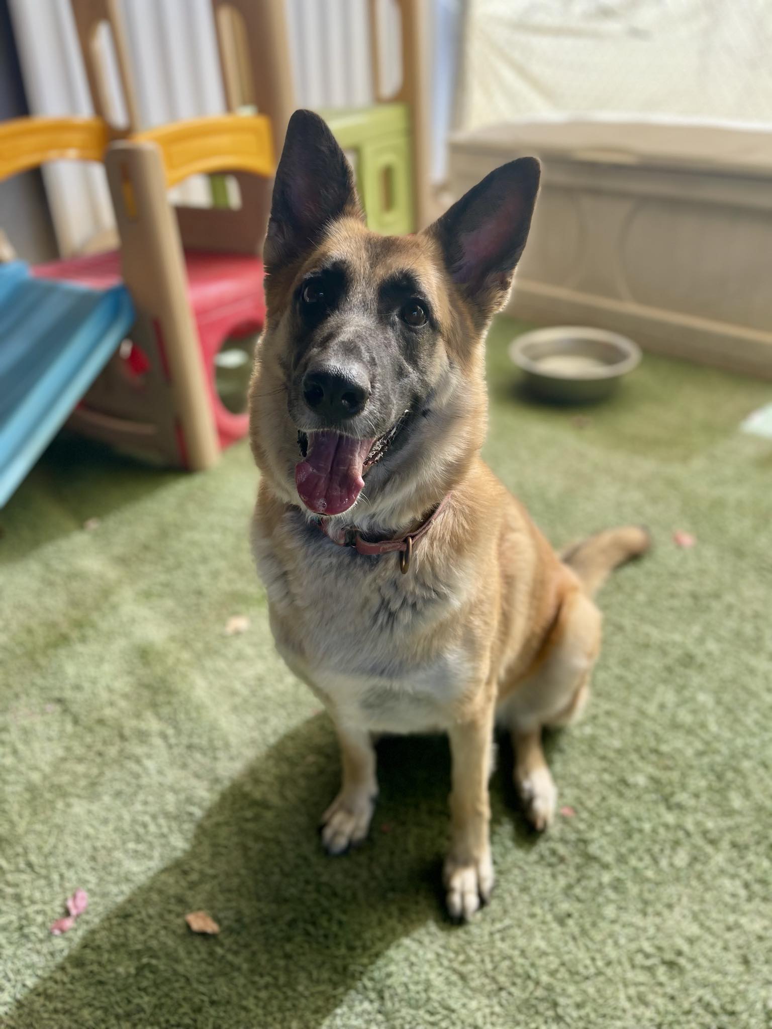 Enlarge Cindy, a Adoptable German Shepherd Dog in Glendale, AZ image 3/12