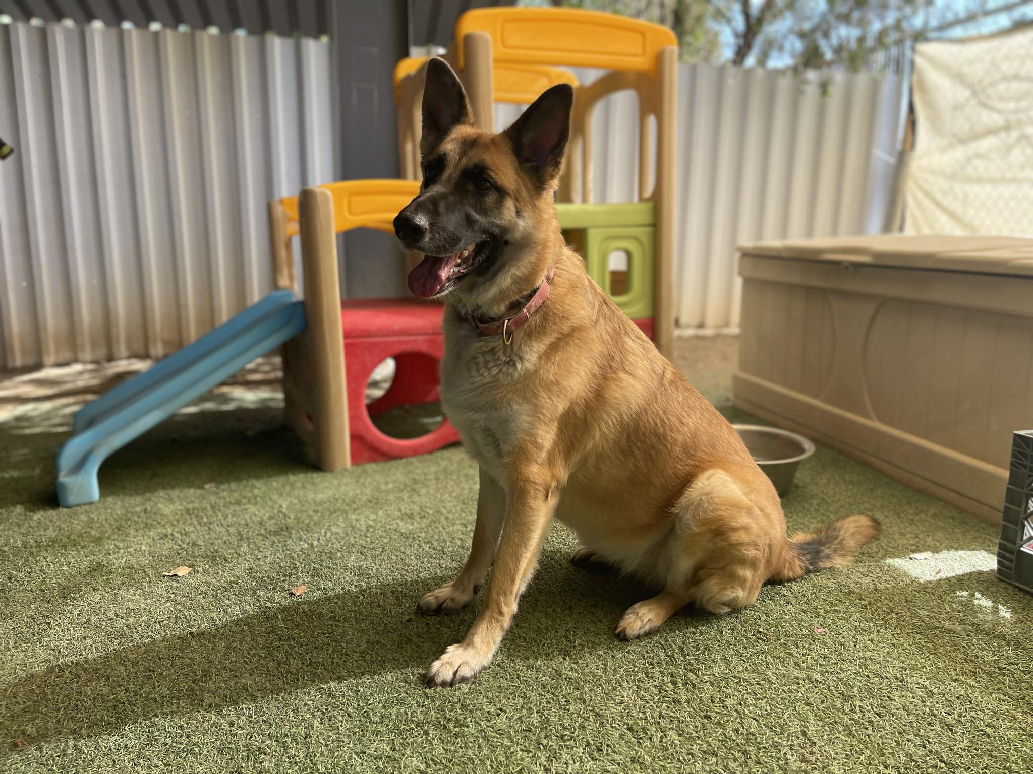 Enlarge Cindy, a Adoptable German Shepherd Dog in Glendale, AZ image 11/12