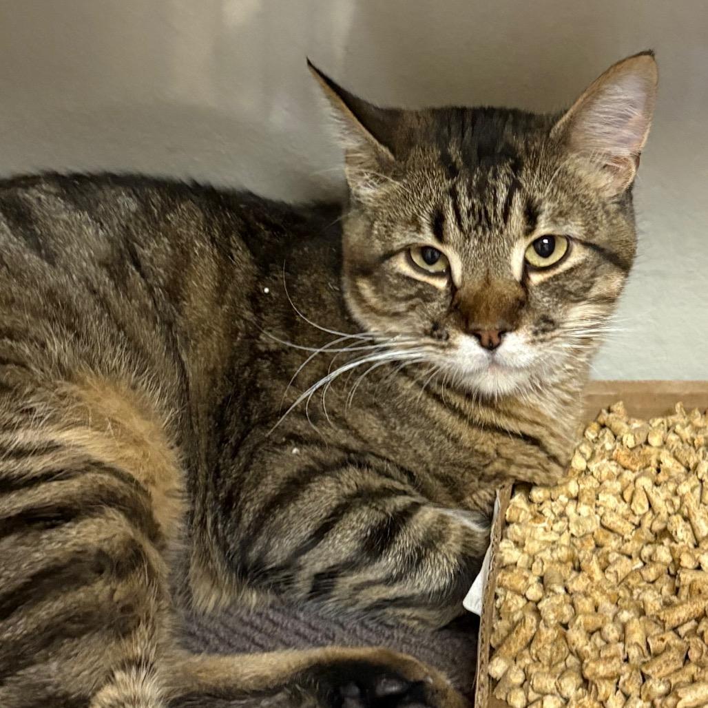 Geordie, Adoptable, Adult Male Domestic Short Hair.