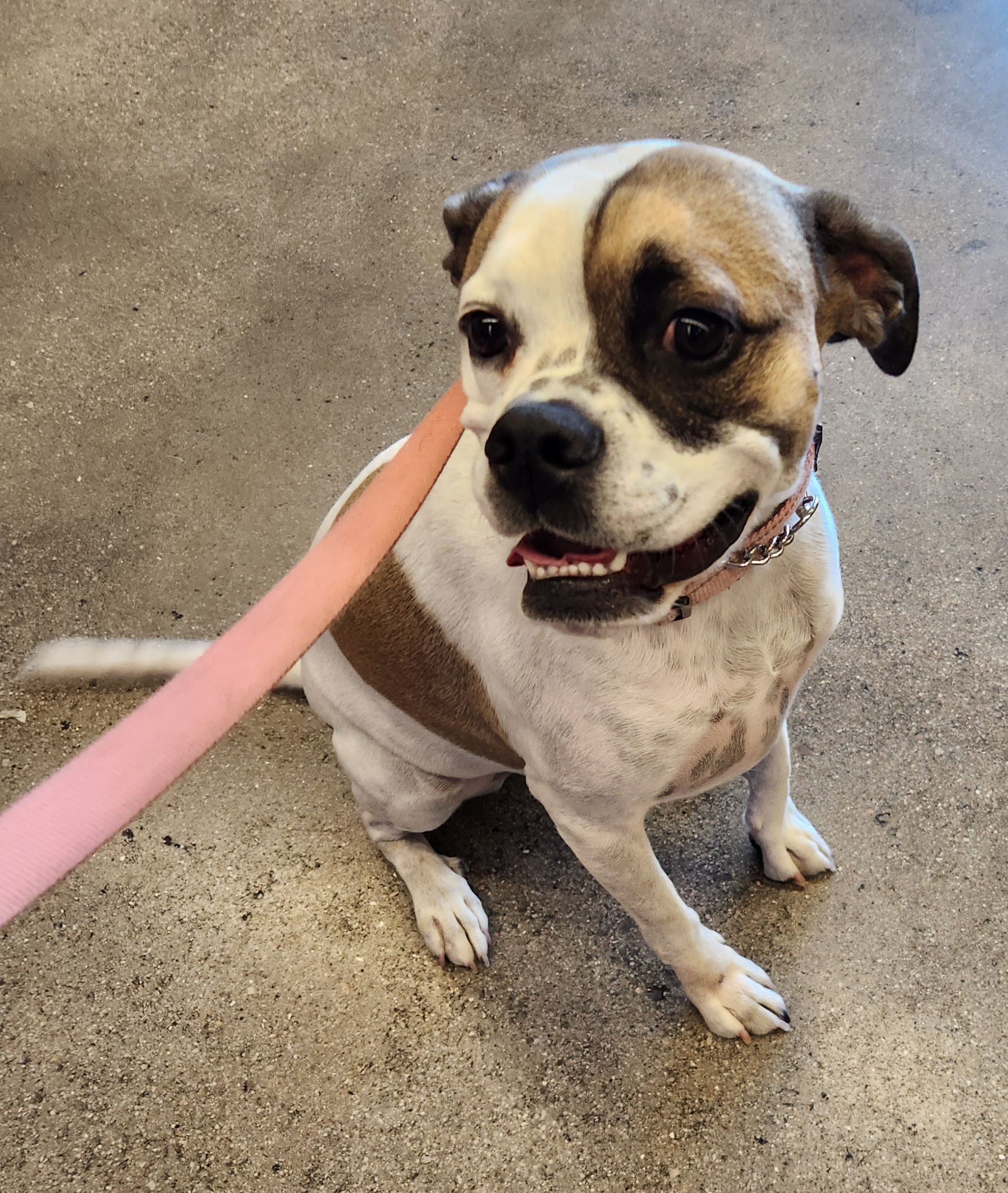 MAYBELLE, a Adoptable mixed breed in Las Vegas, NV image 3/6