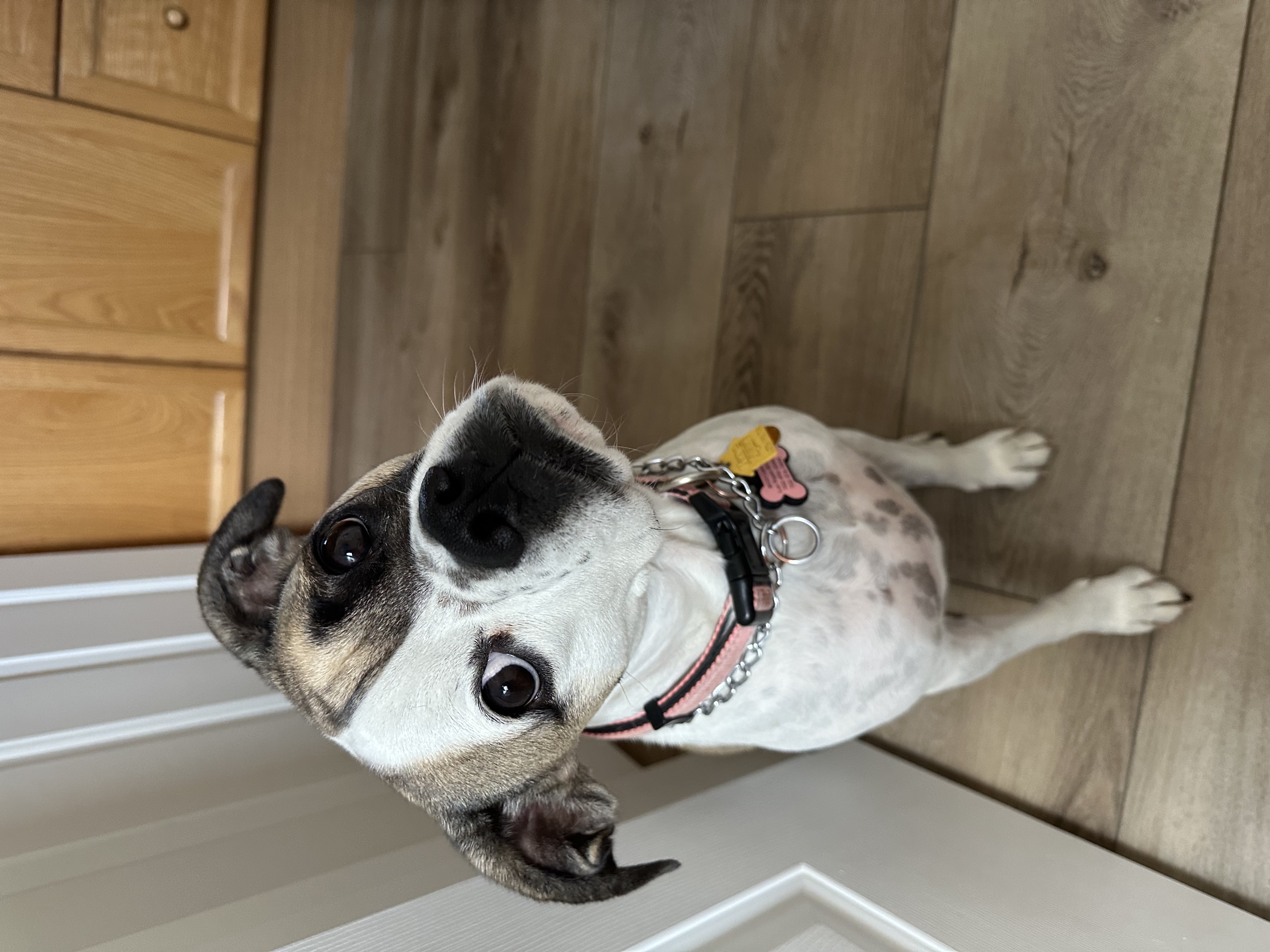 MAYBELLE, a Adoptable mixed breed in Las Vegas, NV image 1/6