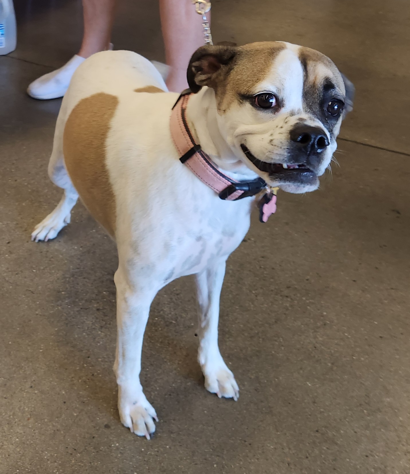 MAYBELLE, a Adoptable mixed breed in Las Vegas, NV image 5/6