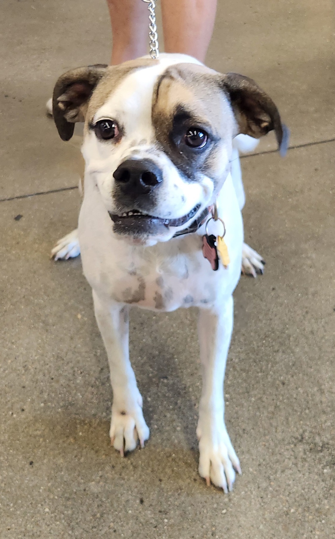 MAYBELLE, a Adoptable mixed breed in Las Vegas, NV image 2/6