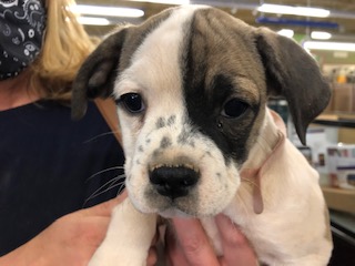 MAYBELLE, a Adoptable mixed breed in Las Vegas, NV image 6/6