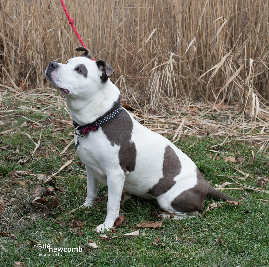 Mookie, Adoptable, Senior Female Pit Bull Terrier.