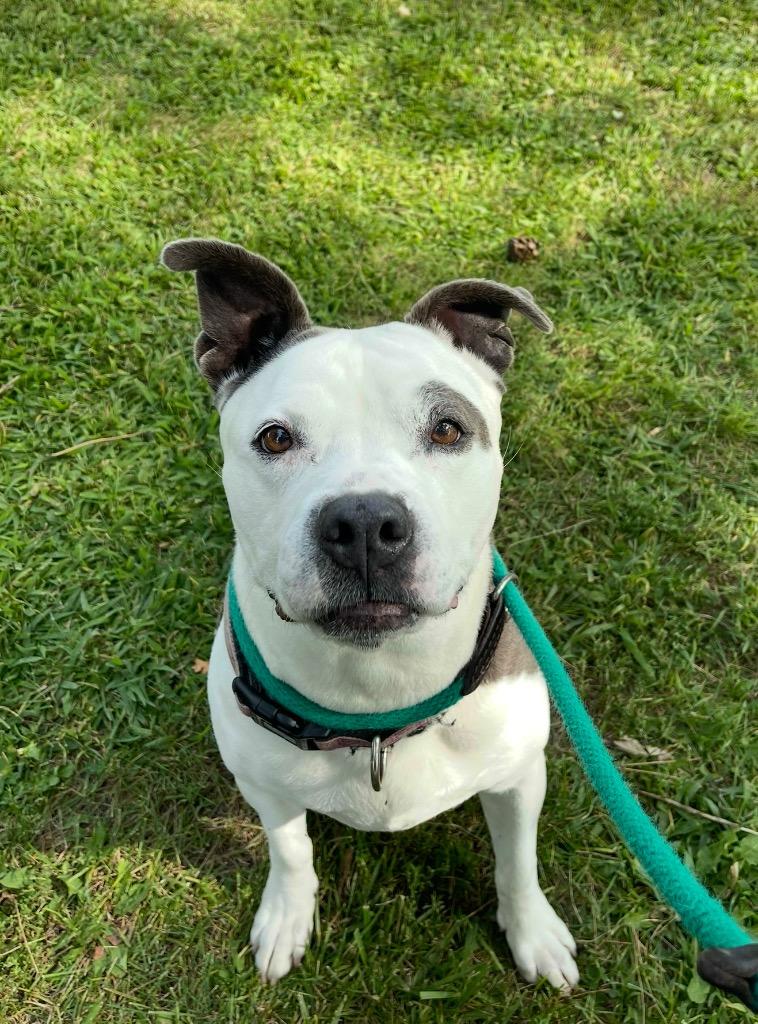 Enlarge Mookie, a Adoptable mixed breed in Shorewood, IL image 4/6