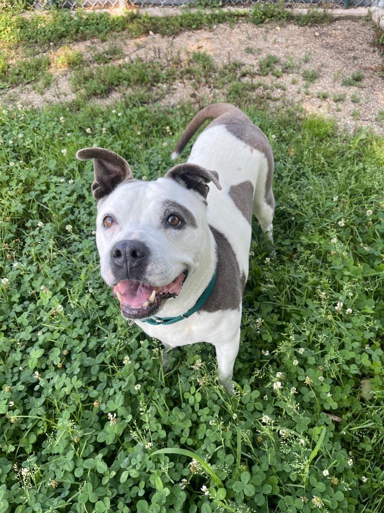 Enlarge Mookie, a Adoptable mixed breed in Shorewood, IL image 4/6