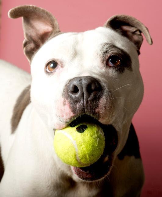 Enlarge Mookie, a Adoptable mixed breed in Shorewood, IL image 4/6