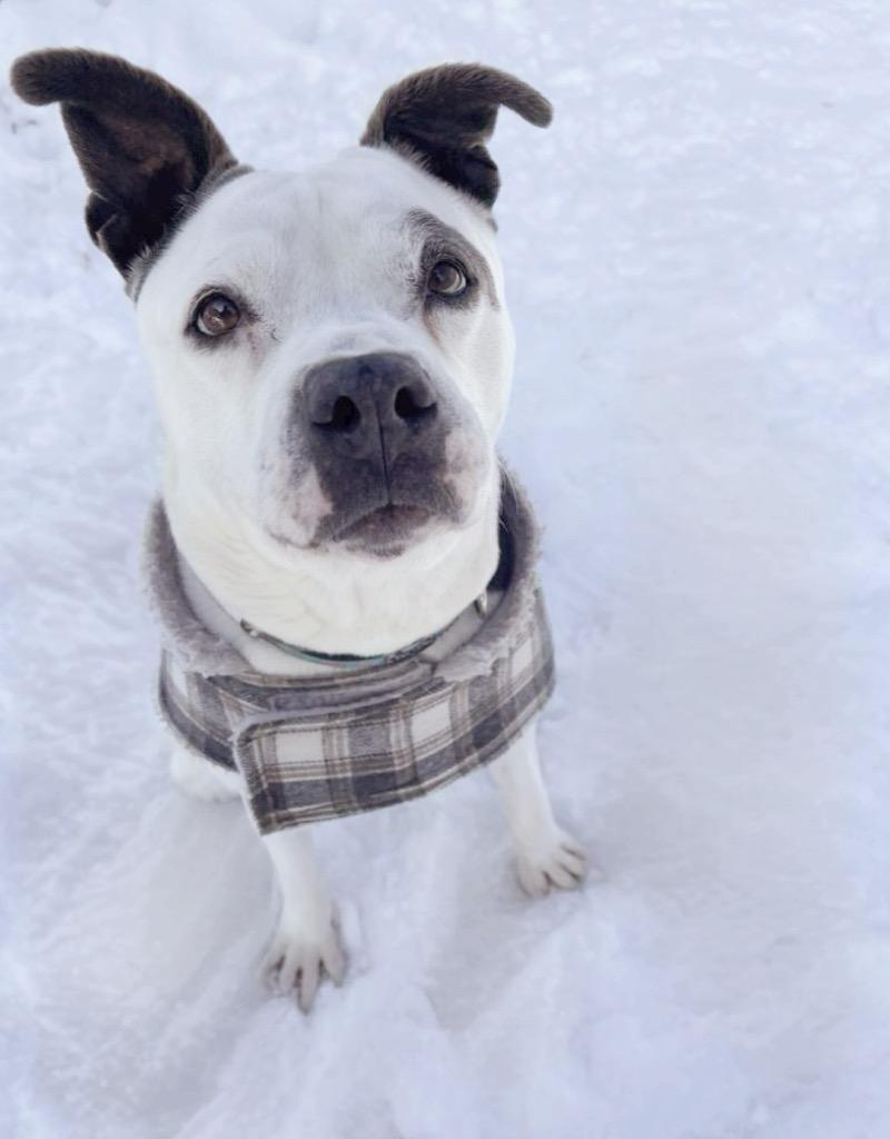 Enlarge Mookie, a Adoptable mixed breed in Shorewood, IL image 5/6