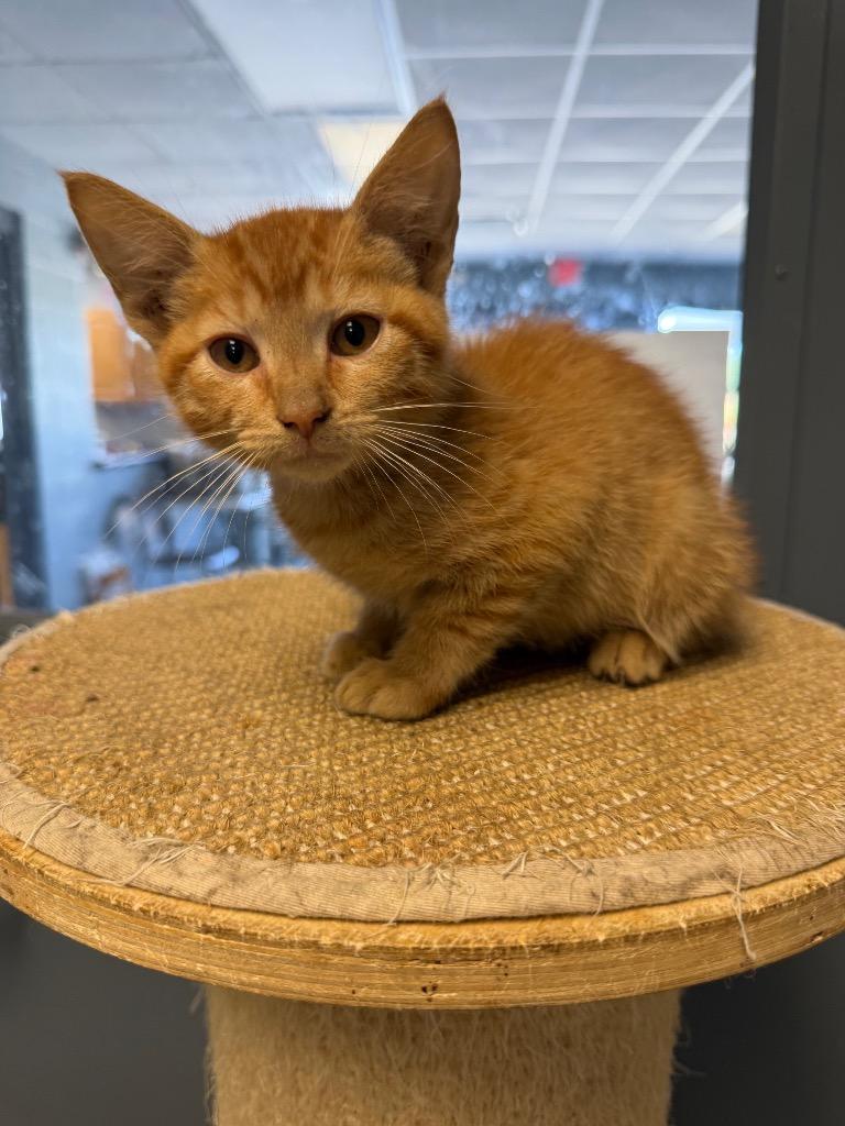 Garfield, Adoptable, Kitten Male Domestic Short Hair.