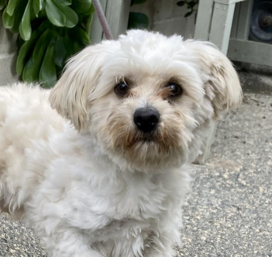Benji, adopted, Young Male Maltese & Maltipoo.