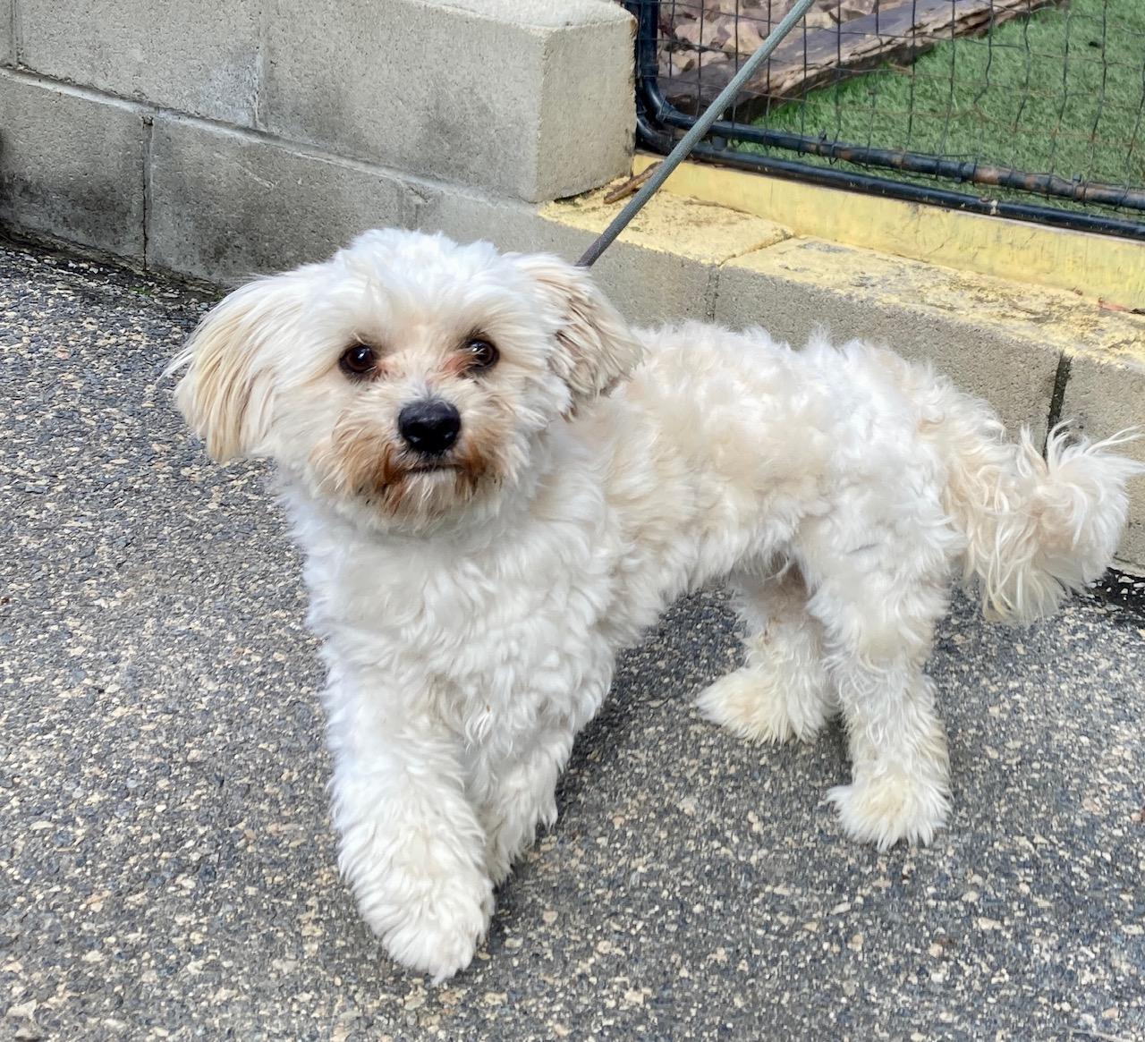 Enlarge Benji, an adopted mixed breed in Camp Pendleton, CA image 2/6