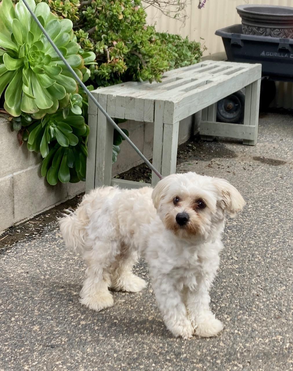 Enlarge Benji, an adopted mixed breed in Camp Pendleton, CA image 4/6