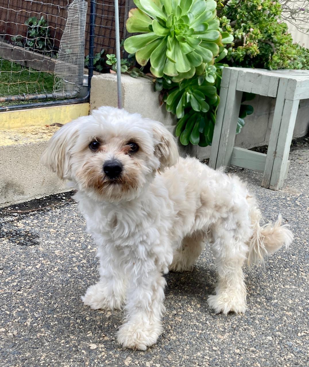 Enlarge Benji, an adopted mixed breed in Camp Pendleton, CA image 5/6