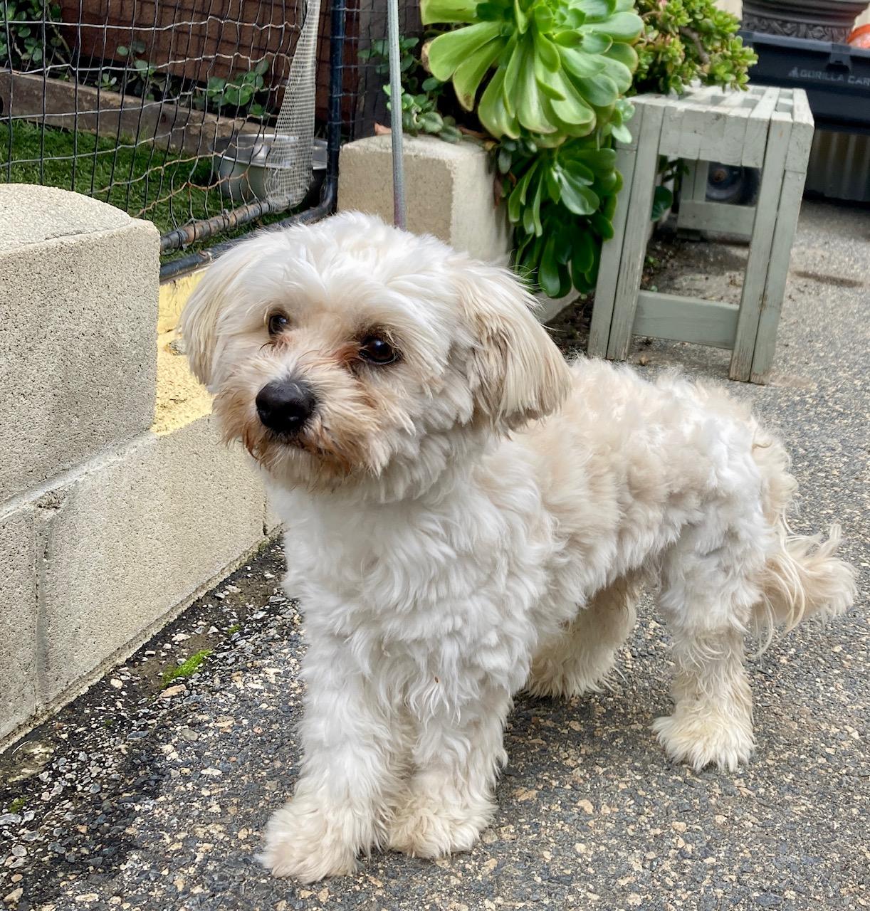 Enlarge Benji, an adopted mixed breed in Camp Pendleton, CA image 6/6