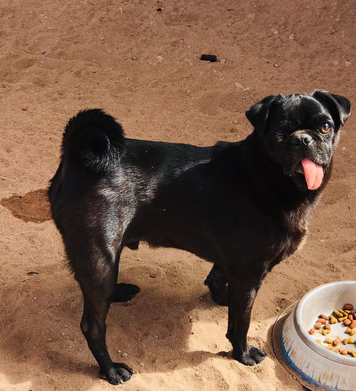 Alex, an adopted Pug in Cabo San Lucas, BCS image 1/2