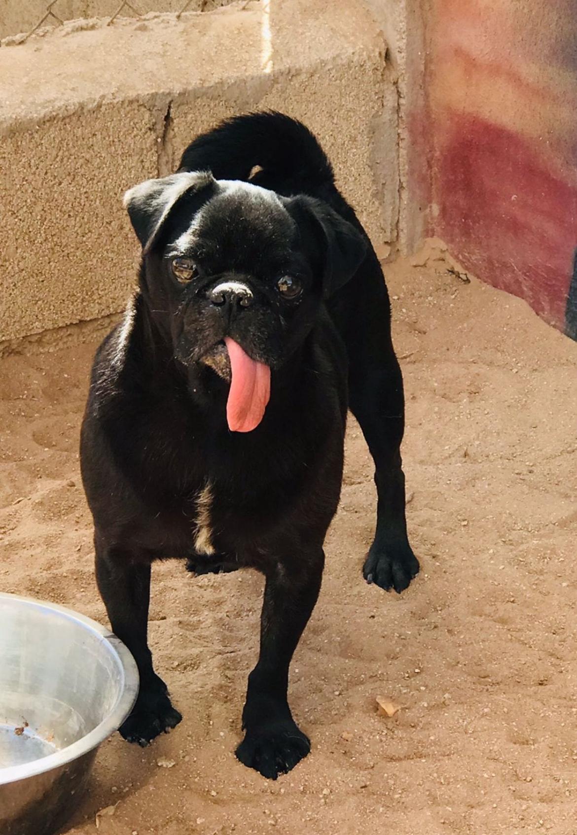 Alex, an adopted Pug in Cabo San Lucas, BCS image 2/2