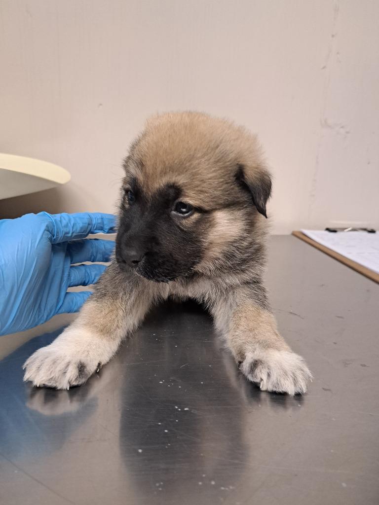 Brody, Adoptable, Puppy Male German Shepherd Dog & Great Pyrenees.
