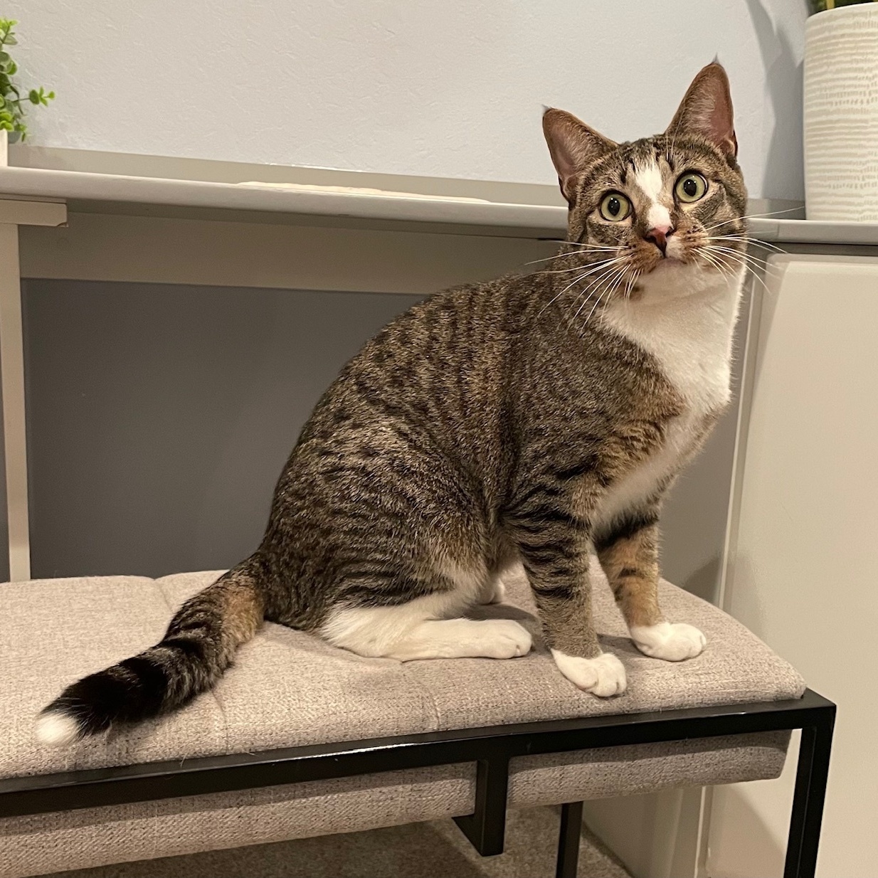 Enlarge Bruneau, a Adoptable mixed breed in Morgan Hill, CA image 5/6