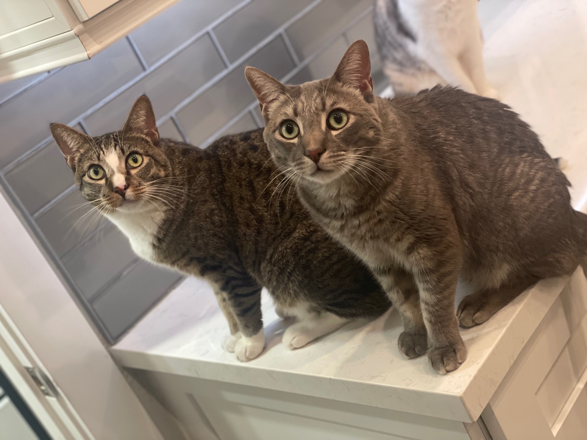 Enlarge Bruneau, a Adoptable mixed breed in Morgan Hill, CA image 3/6