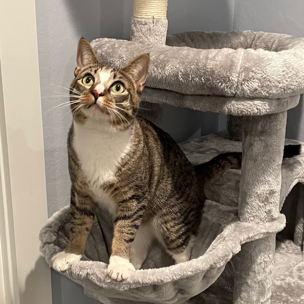 Enlarge Bruneau, a Adoptable mixed breed in Morgan Hill, CA image 6/6