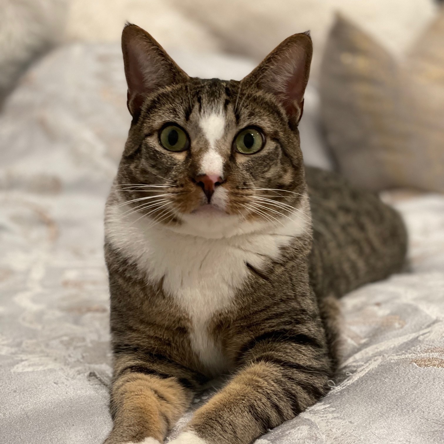 Enlarge Bruneau, a Adoptable mixed breed in Morgan Hill, CA image 4/6