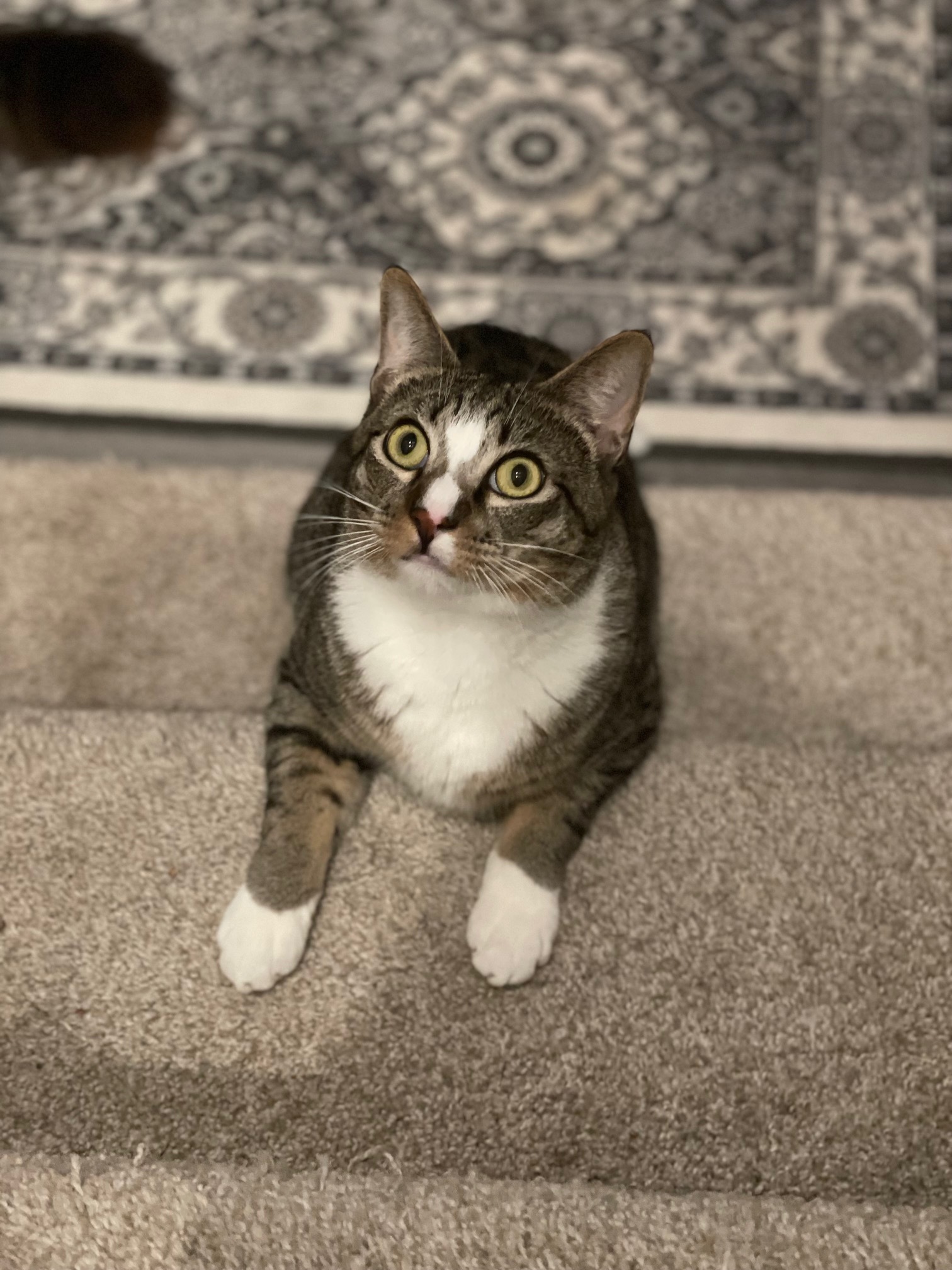 Enlarge Bruneau, a Adoptable mixed breed in Morgan Hill, CA image 2/6