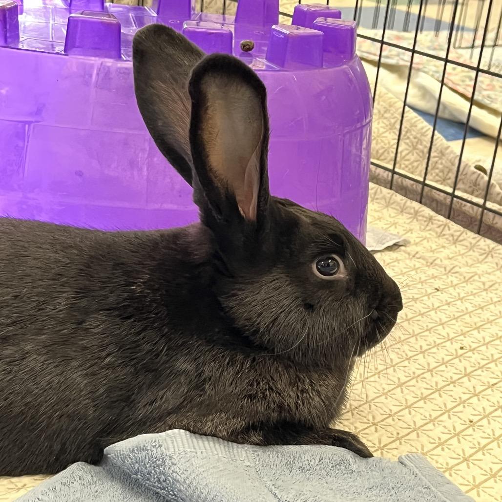 Taffy, Adoptable, Young Female American.